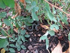 Yellow Runner Garter snake in Klineline Park.