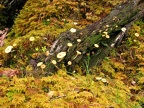 Mosses and mushrooms dot the lower slopes of this trail.