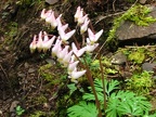 Dutchman's Breeches, Dicentra cucullaria