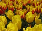 Tulip fields at Wooden Show Bulb Company, Woodburn, OR