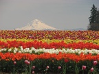 Mt. Hood viewed from the Wooden Shoe Bulb Company in Woodburn, OR