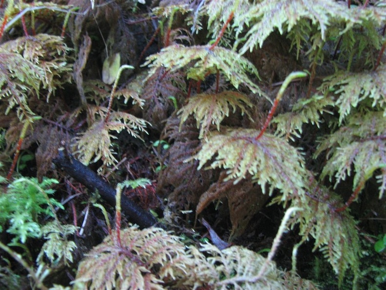 Mosses love the mist from the falls in Silver Falls State Park.