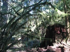 Mosses hanging off the branches in Silver Falls State Park.