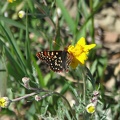One of the many butterflies seen in early July