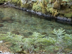 The cool green water of Siouxon Creek.
