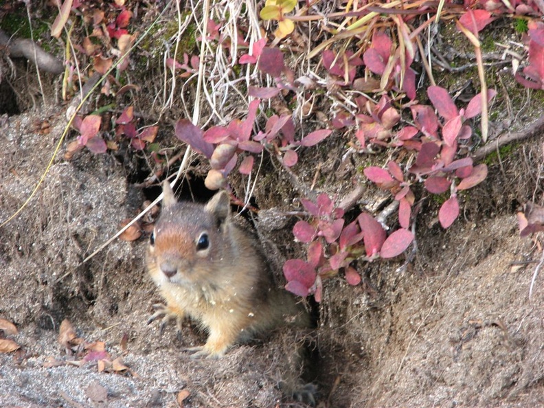 Ground squirrel next to the Skyline Trail getting ready for winter.