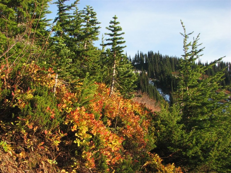 Last of the fall colors along the Skyline Trail east of Edith Creek.