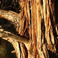 An gnarled old Juniper tree provides a clue as to the hot summers that occur here.