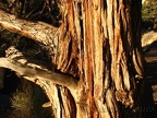 An gnarled old Juniper tree provides a clue as to the hot summers that occur here.