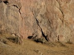 Three Mule Deer watch for hikers at Smith Rock State Park.
