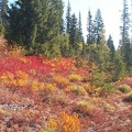 Fall colors on the trail to Bench Lake