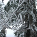 Small branches covered with frost show which way the wind was blowing during the night at our campsite.