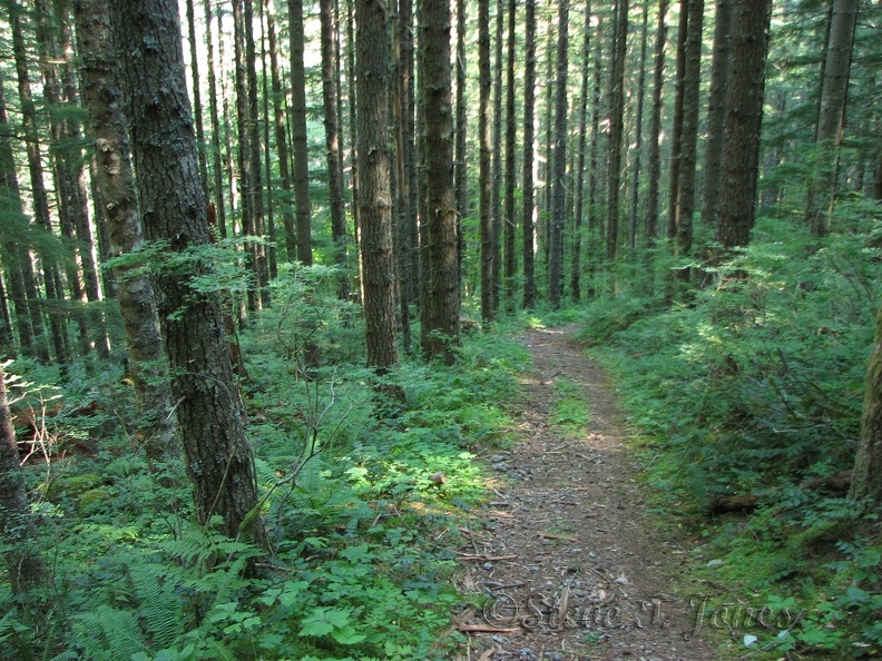 The Starway Trail starts out at a fairly low elevation and quickly climbs and climbs.