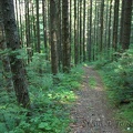 The Starway Trail starts out at a fairly low elevation and quickly climbs and climbs.