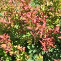 Delicious huckleberries are in many places on the upper portions of the Starway Trail. A perfect excuse to take a break.