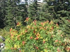 The Mountain Ash are just beginning to show their fall colors at the time of this hike.