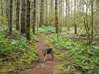 Jasmine shows the wide tread and the second growth fir trees growing along the trail.