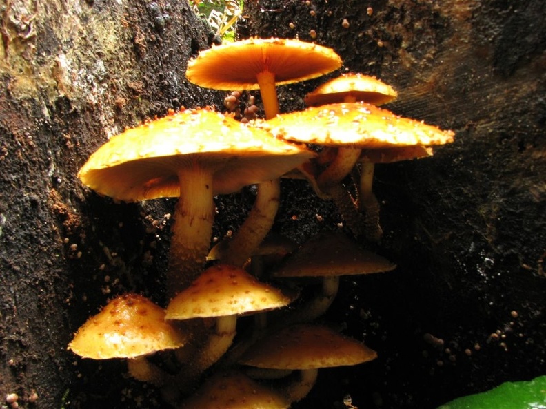 Mushrooms are commonly seen along the Stevens Creek Trail in Mt. Rainier National Park. These mushrooms are growing on a dying tree.