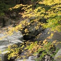 Polished rocks and Stevens Creek provides a backdrop for the fall colors of Vine Maple.