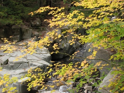 Polished rocks and Stevens Creek provides a backdrop for the fall colors of Vine Maple.