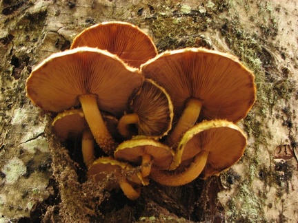 Fungi sprout from an alder tree growing along the Stevens Creek Trail at Mt. Rainier National Park.