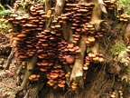 An incredible growth of fungi sprout from an old tree along the Stevens Creek Trail in Mt. Rainier National Park.
