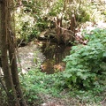 The beginning of the Macleay trail paralells Balch Creek. In summer the creek is a very small brook.