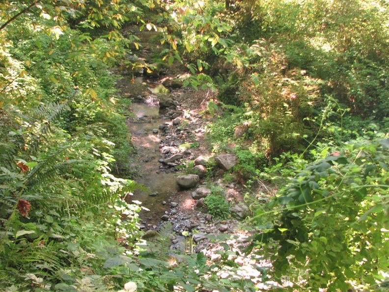 Balch Creek flows through the forest along the Lower Macleay Trail.