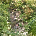 Balch Creek flows through the forest along the Lower Macleay Trail.