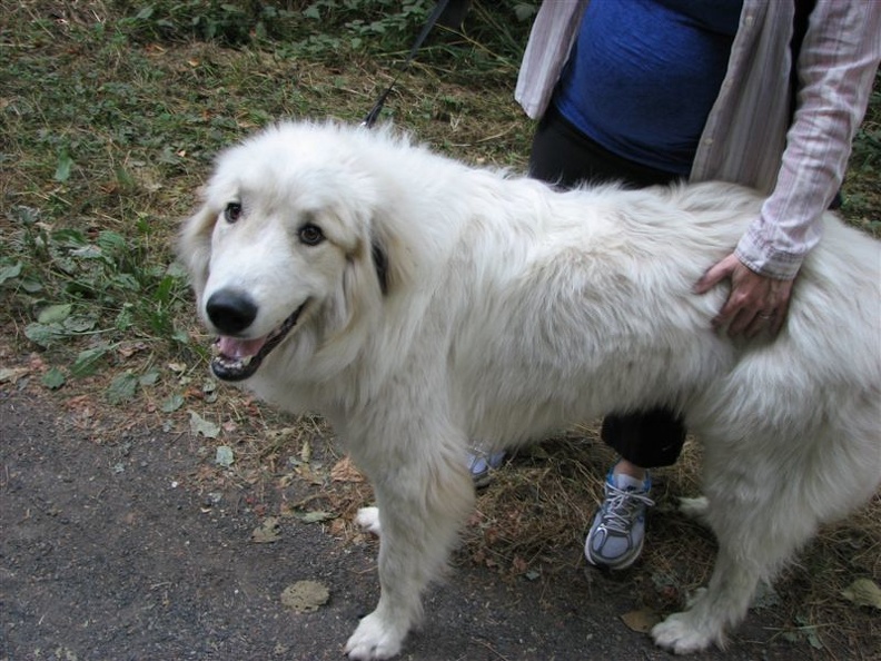 Many people bring their dogs on this trail. This is Scout, a 10 month Great Pyrenees puppy. This is on the Leif Erikson Trail.