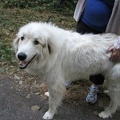 Many people bring their dogs on this trail. This is Scout, a 10 month Great Pyrenees puppy. This is on the Leif Erikson Trail.