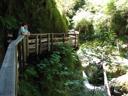 The Sweet Creek Trail goes through a small canyon and an elevated walkway gives a great view of the creek while providing great views of the creek.