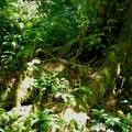 Many months of rain lets mosses, Salal, Ferns and wildflowers carpet the ground along Sweet Creek Trail.