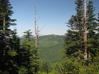 Looking at an old clear-cut to the West of the PCT on the way to Table Mountain.