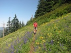 Steve hikes along  PCT heading to Table Mountain through a field of wildflowers.