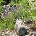 A nice mix of wildflower among the rocks can be found on Table Mountain. Here Lupines and Indian Paintbrush bloom in July.