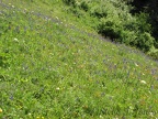 Lots of wildflower meadows on the bushwhack trail.