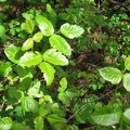 Poison Oak (Latin Name: Rhus radicans) along the Pacific Crest Trail. Note the shiny leaves in the spring. Leaflets three, let it be!