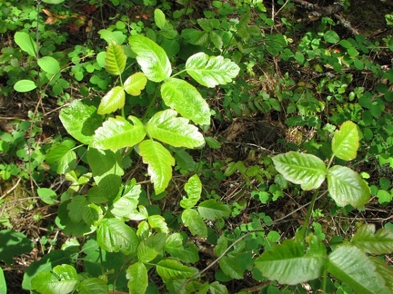 Poison Oak (Latin Name: Rhus radicans) along the Pacific Crest Trail. Note the shiny leaves in the spring. Leaflets three, let it be!