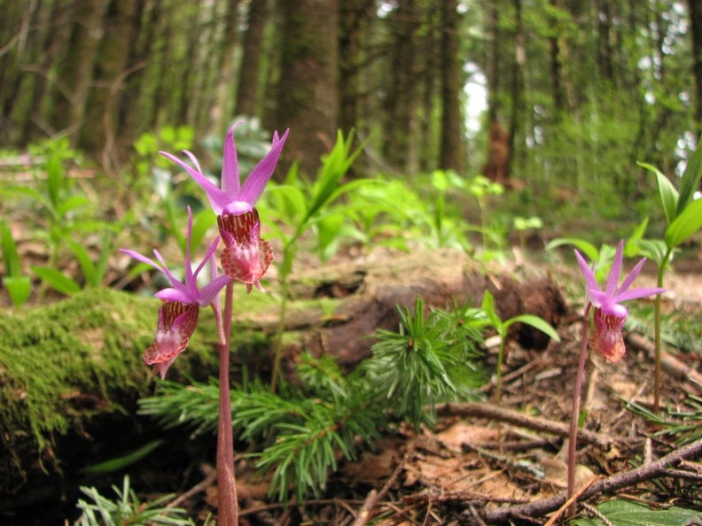 Deer's-head Orchid (Latin Name: Calypso bulbosa), not Ladyslipper Orchid, on the Table Mountain Trail. 2007 must have been the year for Orchids.