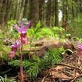 Deer's-head Orchid (Latin Name: Calypso bulbosa), not Ladyslipper Orchid, on the Table Mountain Trail. 2007 must have been the year for Orchids.