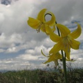 Glacier Lilly (Latin Name: Erythronium grandiflorum)on top of Table Mountain.