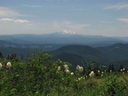 Paradise Meadows in July on Mt. Hood.