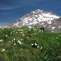 Paradise Meadows with Beargrass in July on Mt. Hood.