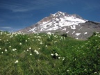 Paradise Meadows with Beargrass in July on Mt. Hood.