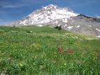 Paradise Meadows with Indian Paintbrush in July on Mt. Hood.