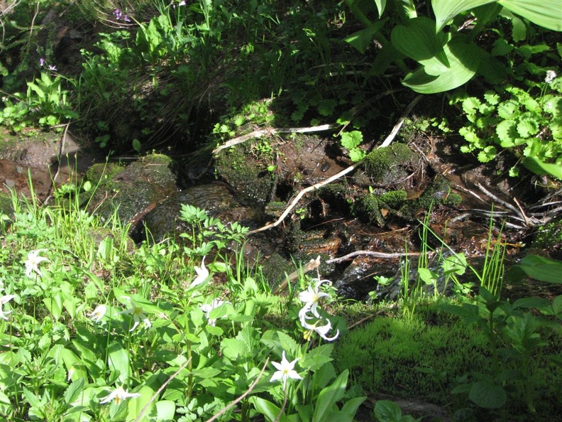 Avalanche Lillies