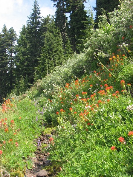 Indian Paintbrush along the Timberline Trail.