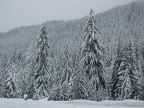 Near the trailhead looking towards the foot of Rampart Ridge at Mt. Rainier National Park.