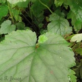 Piggyback plants grow along the Triple C Trail near the Nehalem River.